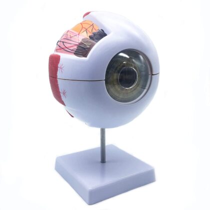 Eyeball Anatomy (Eye Model)